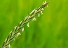 Ayrık Otu (Elymus repens): Faydaları ve Kullanım Alanları Nelerdir?