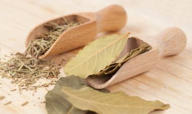 Defne Ağacının ( Yaprağı, Meyvesi, Kabuğu) Faydaları Nelerdir? Defne Yağı Nasıl Hazırlanır?