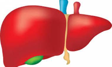 Karaciğer Yağlanması Nedir? Karaciğer Temizliği Nasıl Yapılır?-1