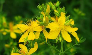 Kırlangıç Otu (Chelidonium majus): Faydaları ve Kullanım Alanları            