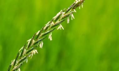 Ayrık Otu (Elymus repens): Faydaları ve Kullanım Alanları Nelerdir?