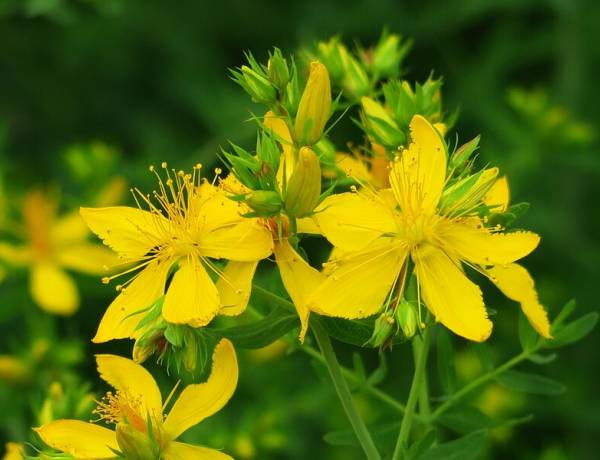 Kırlangıç Otu (Chelidonium majus): Faydaları ve Kullanım Alanları            