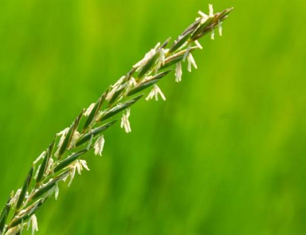 Ayrık Otu (Elymus repens): Faydaları ve Kullanım Alanları Nelerdir?