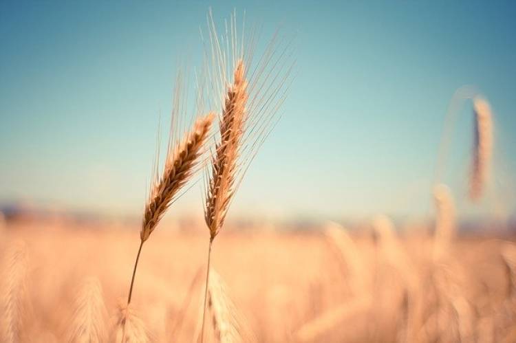 Buğdayın Faydaları Nelerdir?