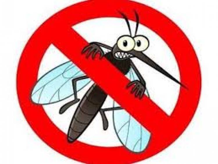 Sivrisinekten Kurtulmak İçin Doğal Ve Bitkisel Yöntemler Nelerdir?