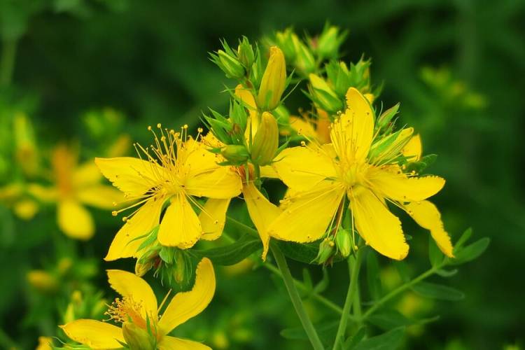 Kırlangıç Otu (Chelidonium majus): Faydaları ve Kullanım Alanları            