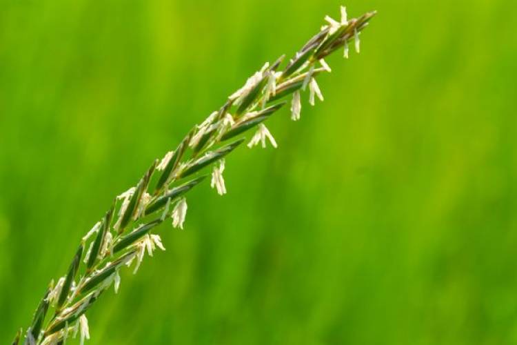 Ayrık Otu (Elymus repens): Faydaları ve Kullanım Alanları Nelerdir?